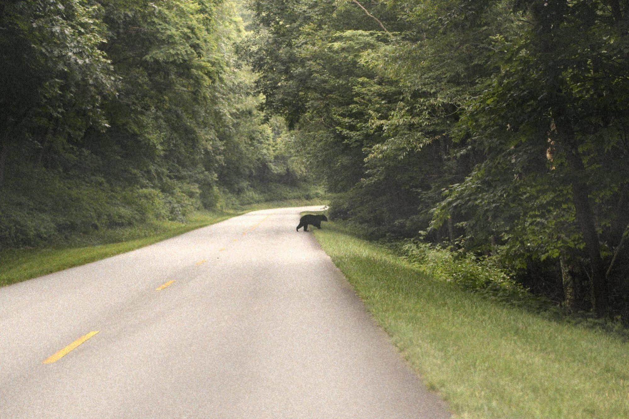 Grandview Lodge Waynesville Dış mekan fotoğraf
